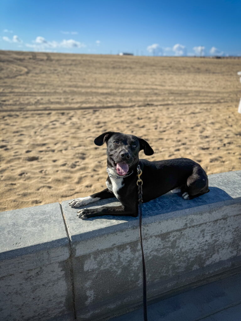 Baxter, an adoptable black rescue dog with a white chest, relaxing near the beach