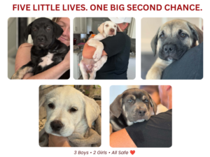 Weekly Tail Wag #013 – A Village That Said YES