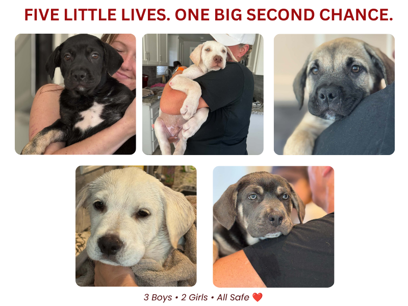 Five rescue puppies from the Carson shelter, three boys and two girls, given a second chance by Labradors and Friends Dog Rescue.