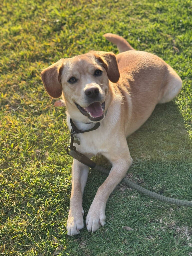 Connor, an adoptable tan rescue dog with Labradors and Friends, relaxing in the green grass