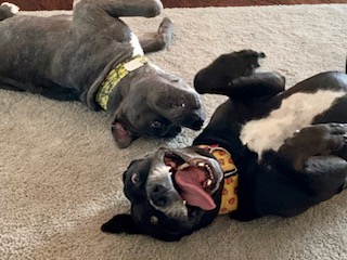 Apple spending time with her family and one of the foster dogs she helped welcome into her home.
