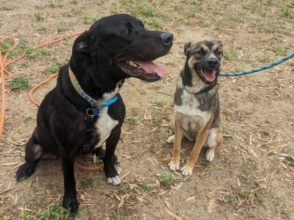 Kenji and Josie enjoying time together. Two very different rescue journeys, both made brighter by Amy's compassion.