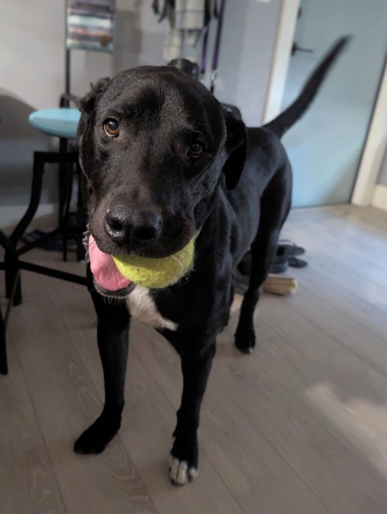 Kenji, a beloved black Labrador hospice foster, standing indoors with a tennis ball in his mouth.