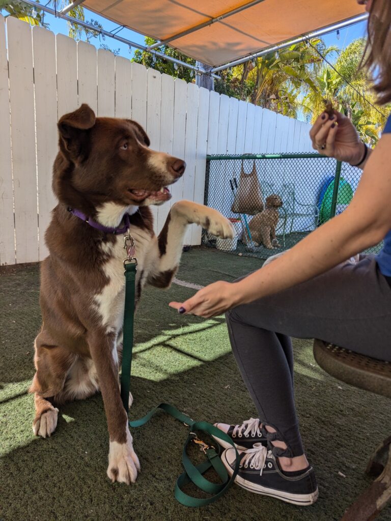 For Deejay, learning to trust started with patience, a gentle voice, and a volunteer willing to meet him where he was.
