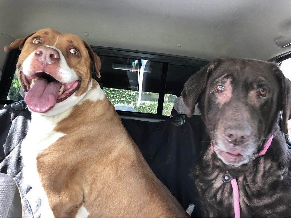 Coco and Liberty on their freedom ride — the first two dogs Lina helped transport for Labradors and Friends.