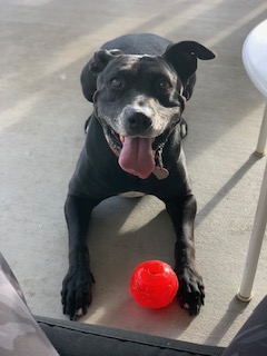 Apple smiling beside one of her favorite red balls, a happy moment from her life with the Toliver family.