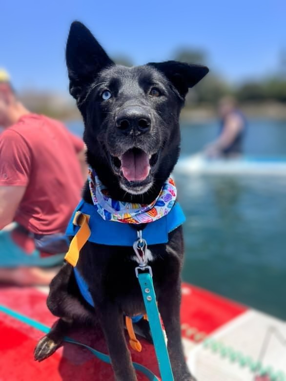 Kira, an adoptable black rescue dog with one blue eye, enjoying an outing on a paddleboard