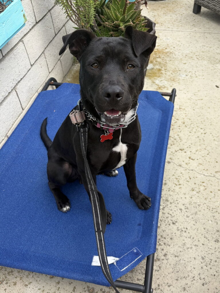 Marilynn, an adoptable black rescue dog with Labradors and Friends, sitting on a blue dog bed and looking at the camera