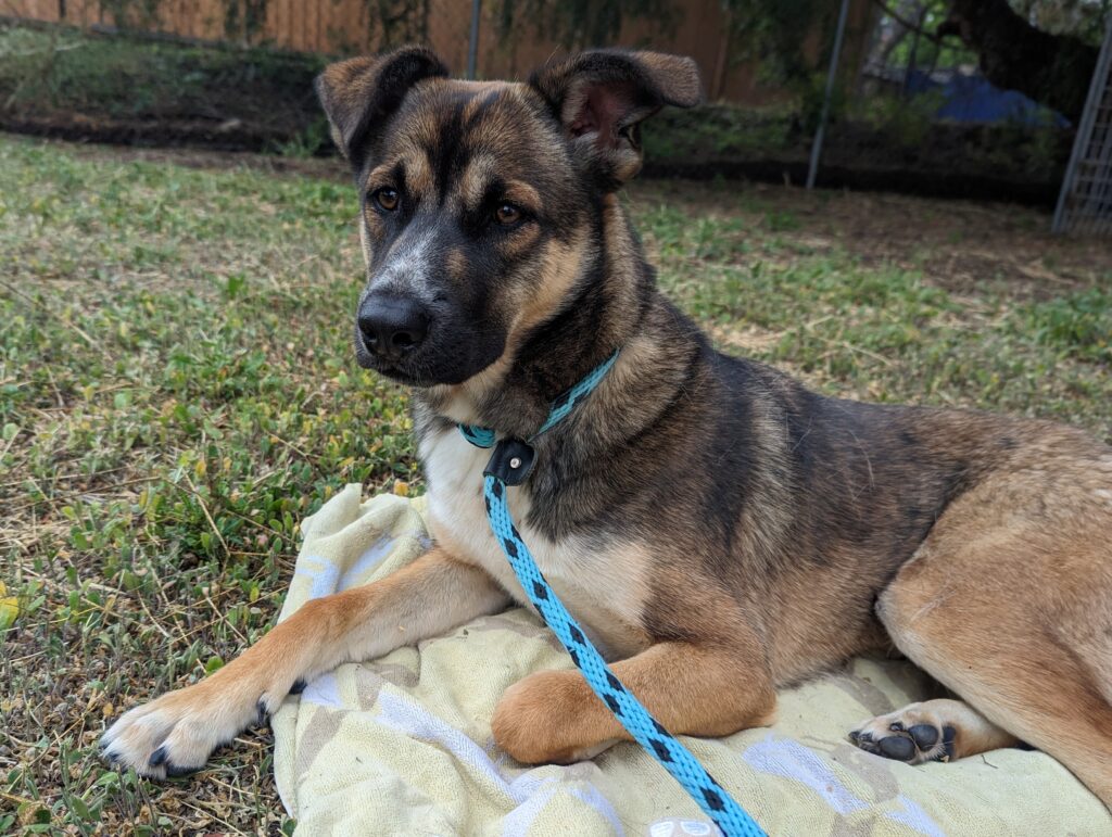 Josie, a brown and black rescue dog, resting on a blanket outdoors during her time with Labradors and Friends.