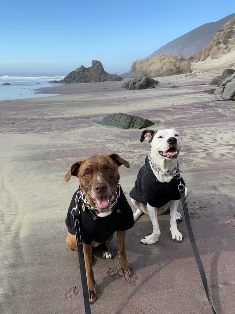Dottie enjoying a beach outing with her family and canine companions.