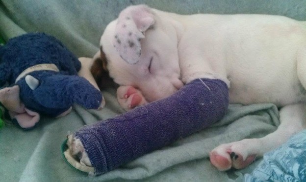 Young white rescue puppy Dottie resting on a blanket with a purple cast on her injured front leg.
