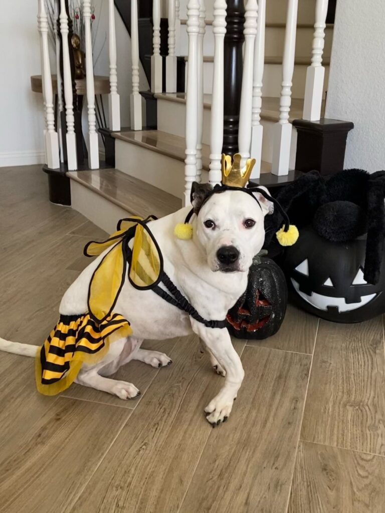 White rescue dog Dottie standing indoors wearing a yellow and black bumblebee Halloween costume.