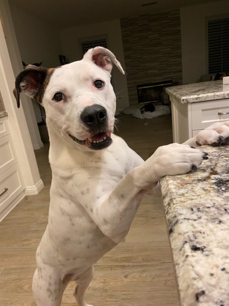 Dottie, a white rescue dog, standing on a kitchen counter with one front paw raised, looking toward the camera.