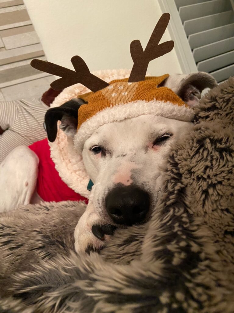 Dottie resting comfortably while wearing festive reindeer antlers.