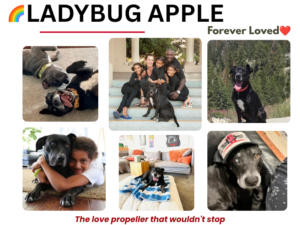 Rainbow Bridge: Ladybug Apple — A Lifetime of Love