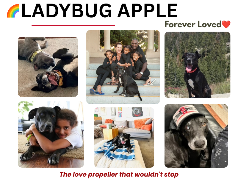 Ladybug Apple surrounded by memories from her life with the Toliver family after being rescued by Labradors and Friends in 2015.