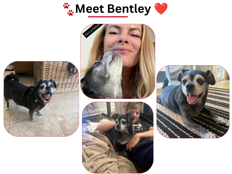 Bentley, a 10-year-old rescue dog, relaxing and cuddling with his foster family in a four-photo collage