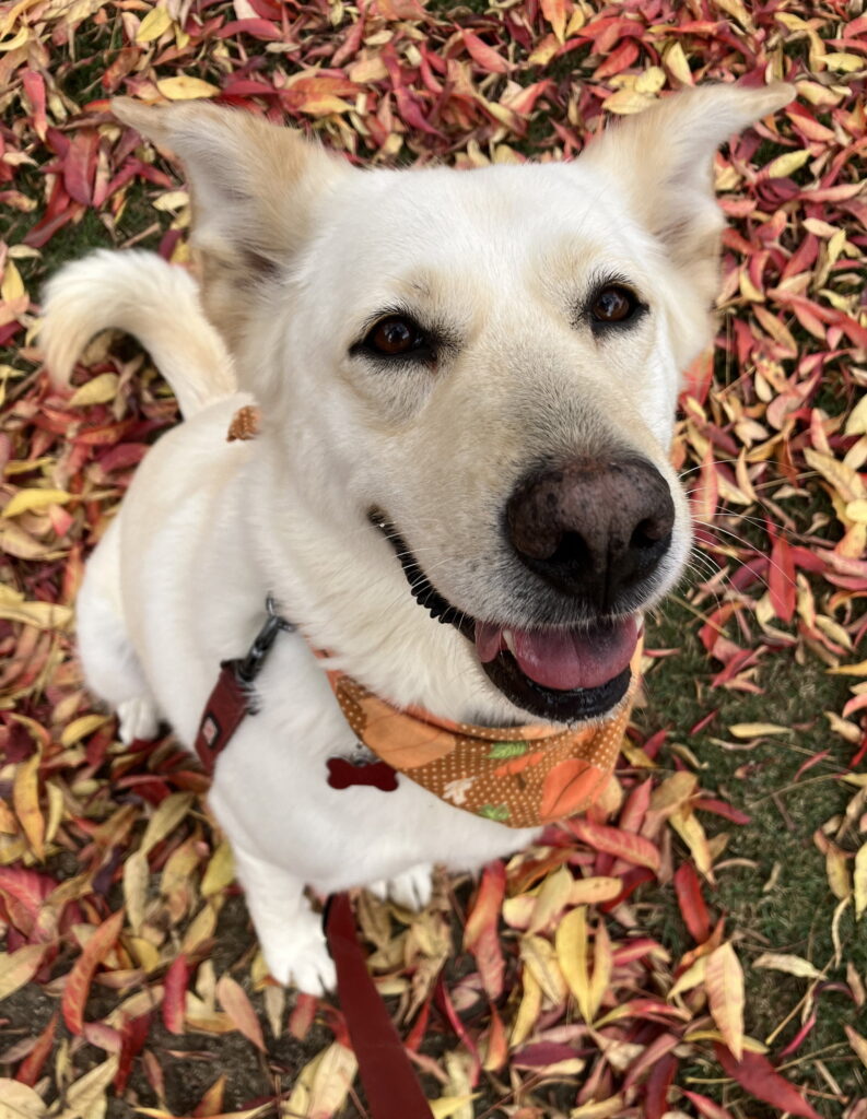 Twinkle, an adoptable senior rescue dog with Labradors and Friends, relaxing on autumn leaves