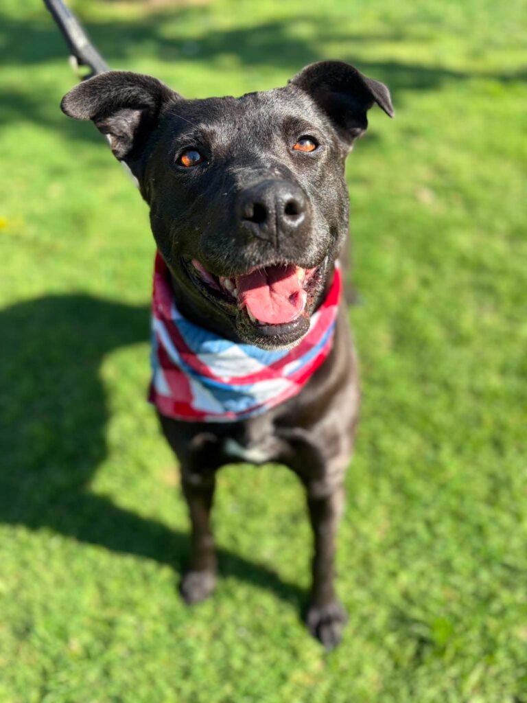 Venus, an adoptable black rescue dog with Labradors and Friends, wearing a colorful bandana
