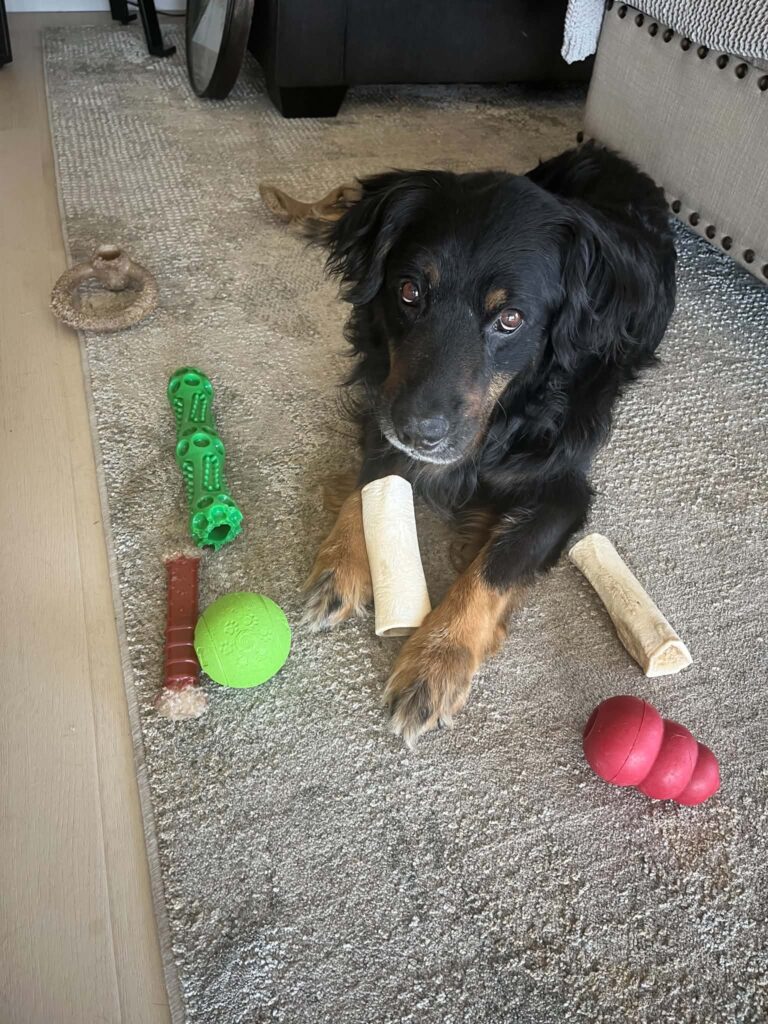 Wasabi, a black and tan rescue dog, lying on a carpet surrounded by colorful toys and chew bones in his forever home.