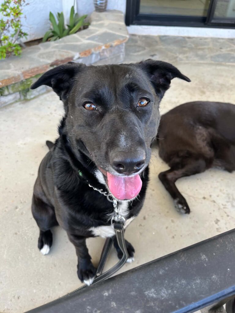 Isabella, a black rescue dog with a white chest, sitting outdoors with her tongue out and looking at the camera.