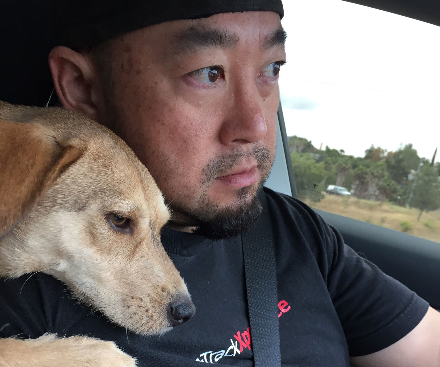 puppy in car