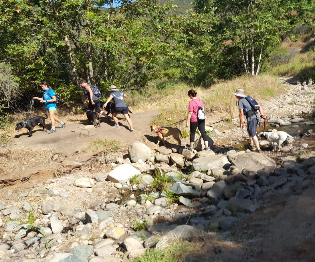 volunteer on hike with dog